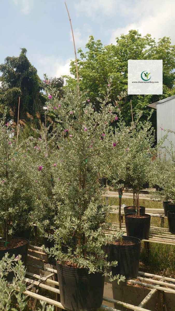 Cây Tuyết Sơn Công Trình Giá Rẻ