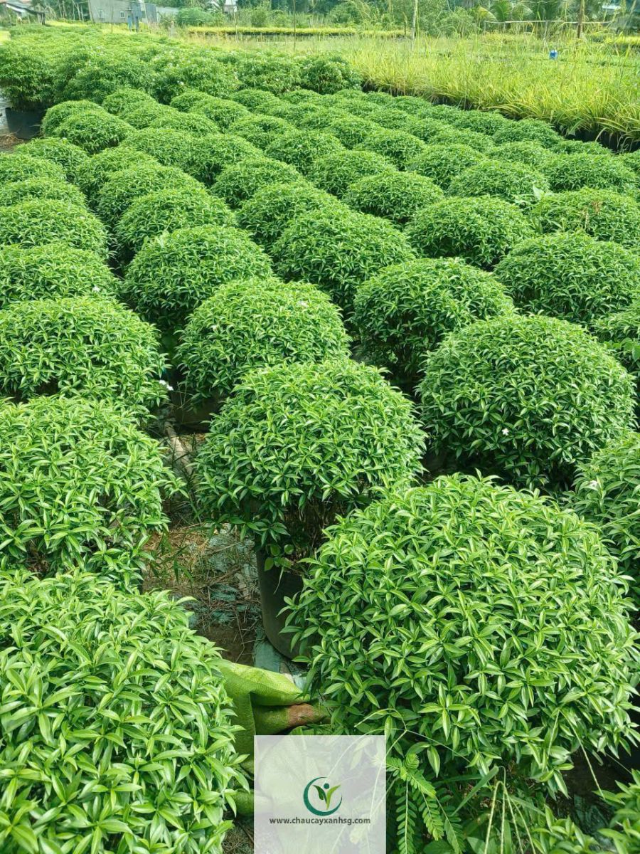 Mai Vạn Phúc ( Mai Tiểu Thư) Trang Trí Ban Công Sân Vườn Cực Đẹp