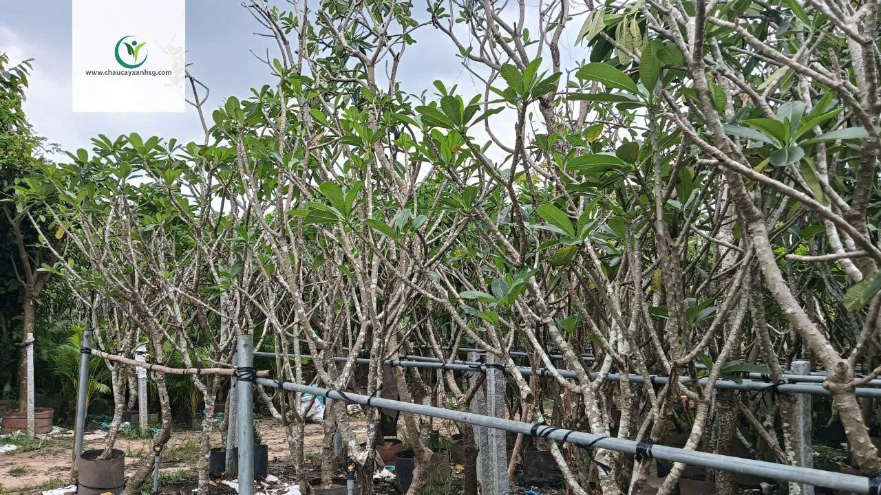 Hoa Sứ Trắng & Sứ Đỏ – Cây Lớn 1m5–4m5, Đẹp Nổi Bật Cho Sân Vườn