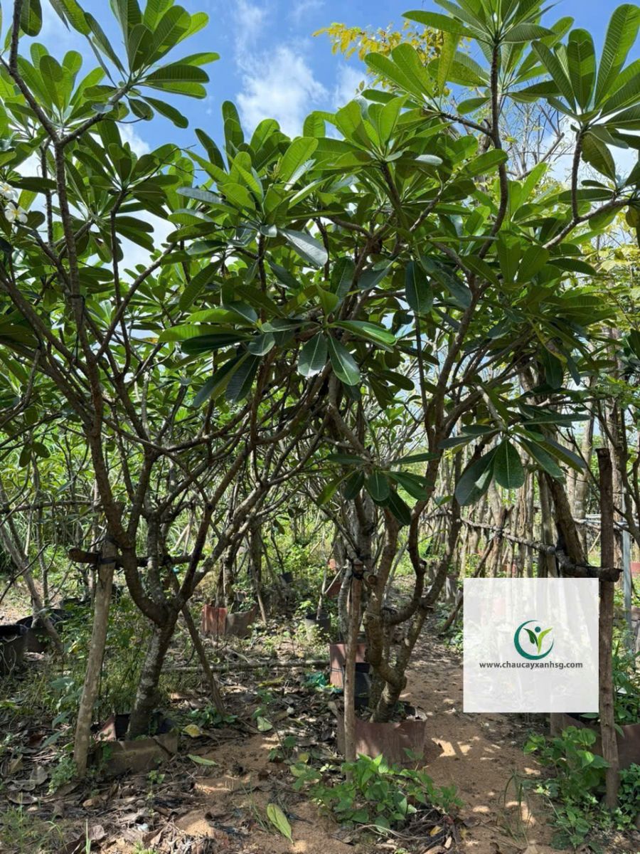 Hoa Sứ Trắng & Sứ Đỏ – Cây Lớn 1m5–4m5, Đẹp Nổi Bật Cho Sân Vườn