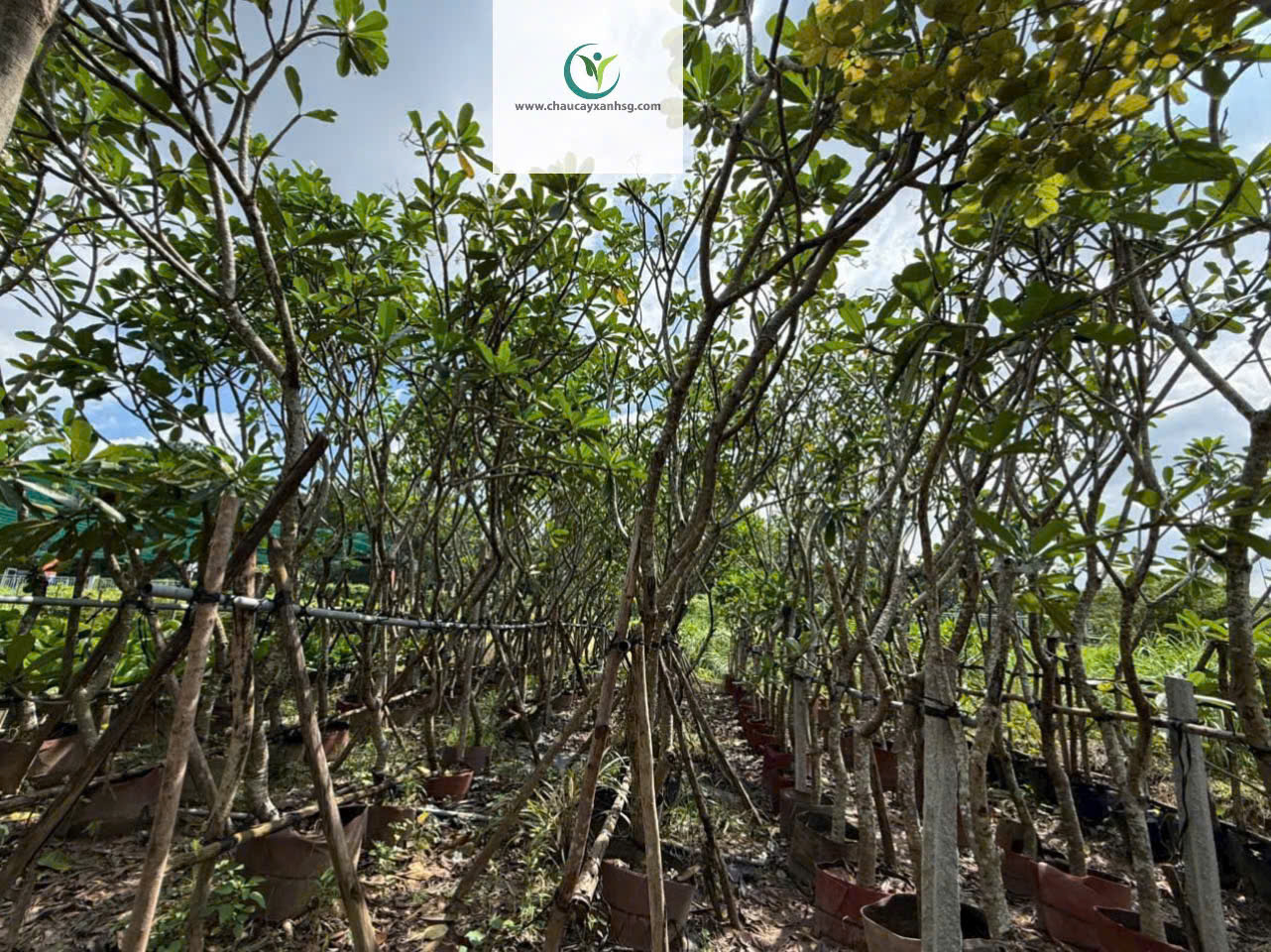 Hoa Sứ Trắng & Sứ Đỏ – Cây Lớn 1m5–4m5, Đẹp Nổi Bật Cho Sân Vườn