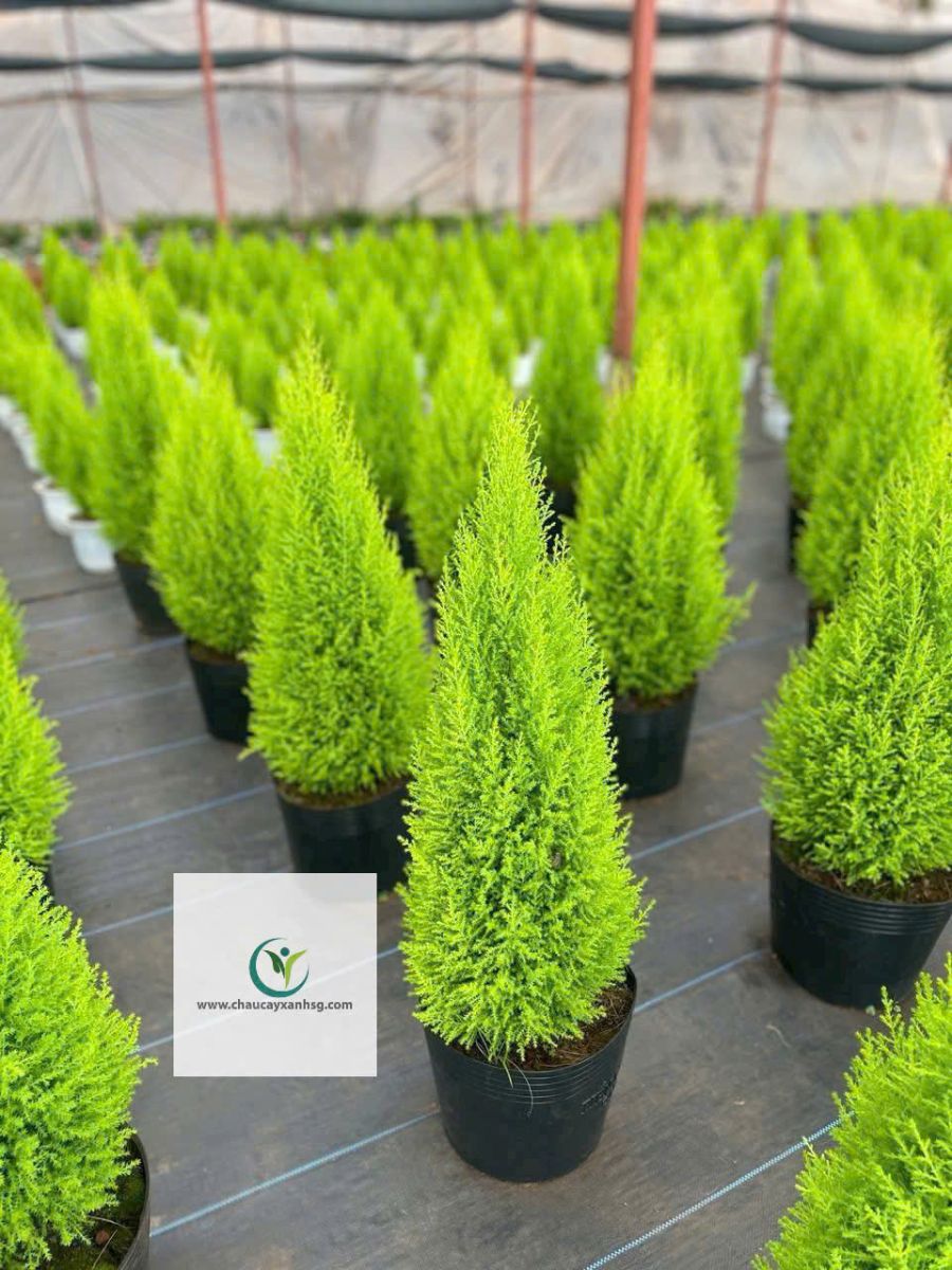 Tùng Thơm 80cm – 1m2 – Cây Nội Thất Thơm Nhẹ, Dáng Đẹp, Dễ Chăm