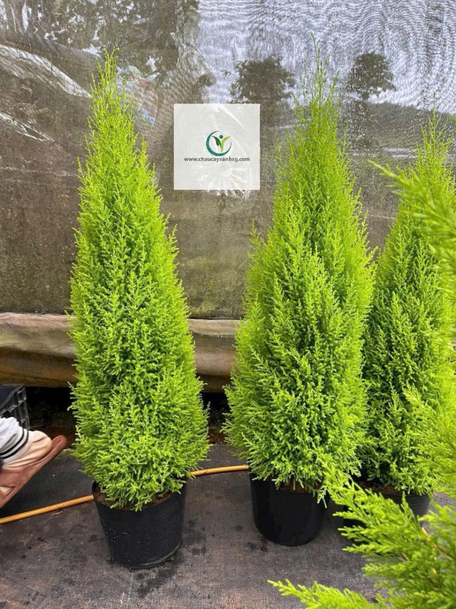 Tùng Thơm 80cm – 1m2 – Cây Nội Thất Thơm Nhẹ, Dáng Đẹp, Dễ Chăm
