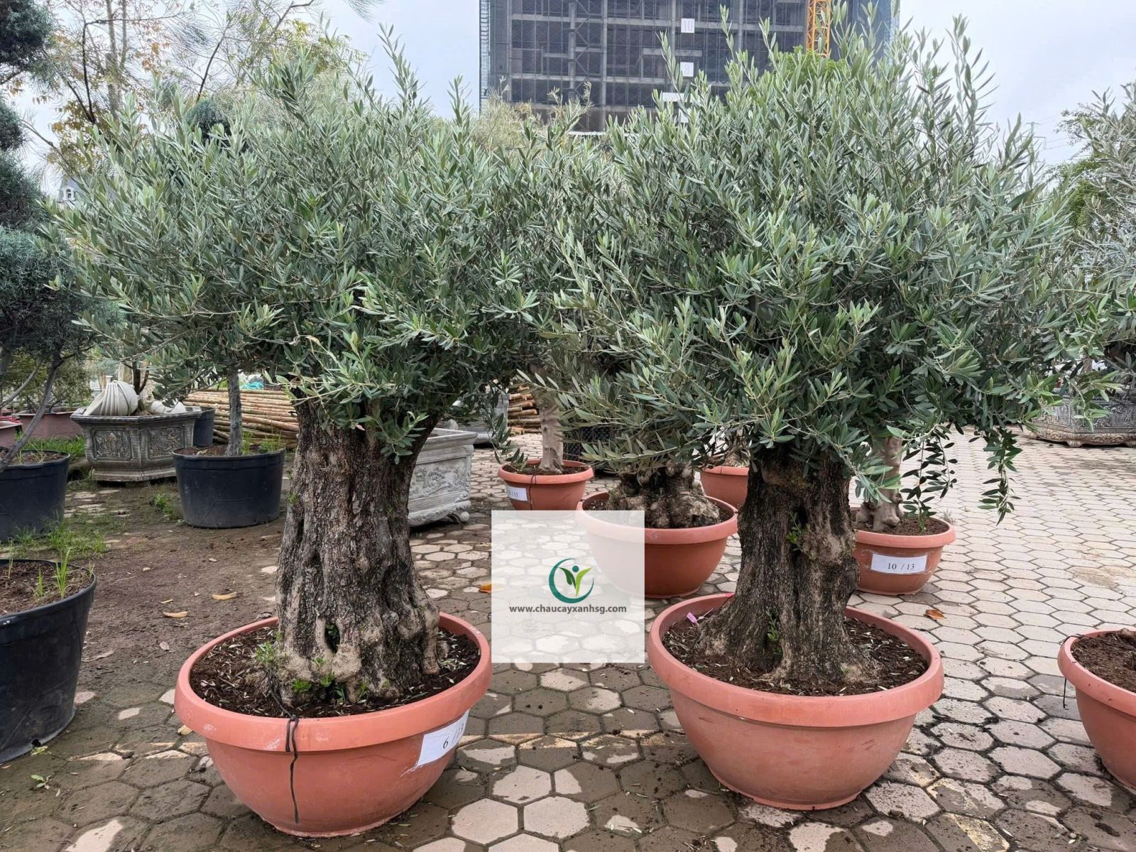 Bán Cây Olive Cổ thụ nghìn Năm uổi Tại Thành Phố Hồ Chí Minh 