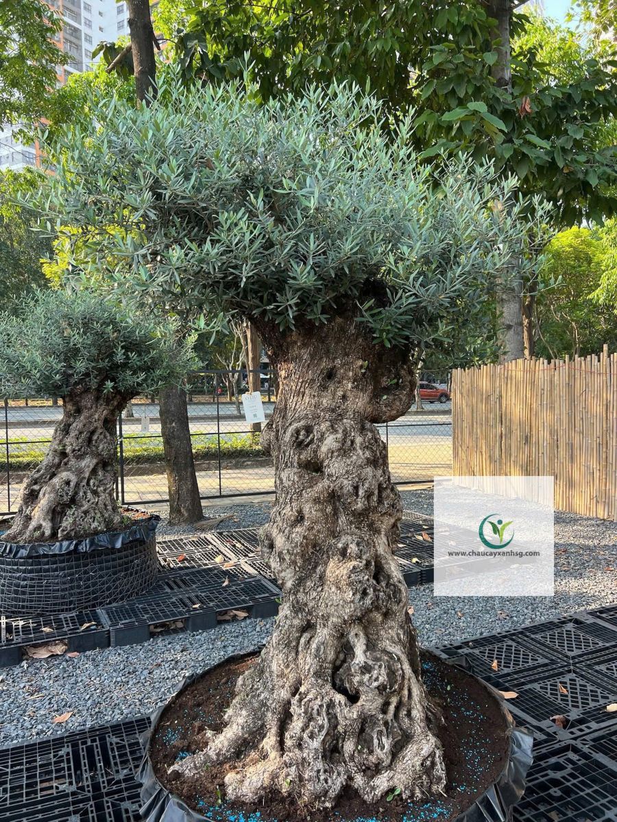 Bán Cây Olive Cổ thụ nghìn Năm uổi Tại Thành Phố Hồ Chí Minh 