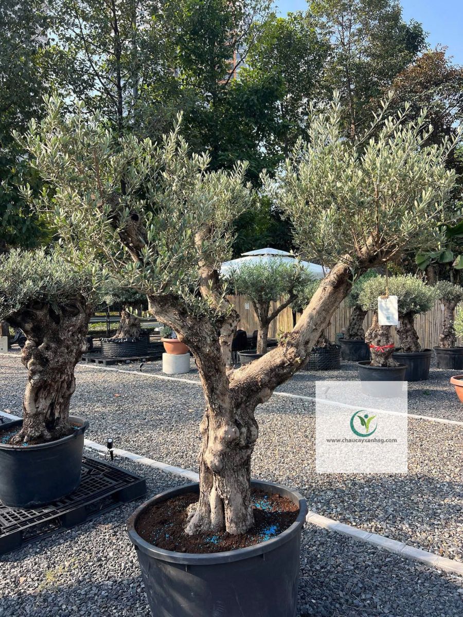 Bán Cây Olive Cổ thụ nghìn Năm uổi Tại Thành Phố Hồ Chí Minh 
