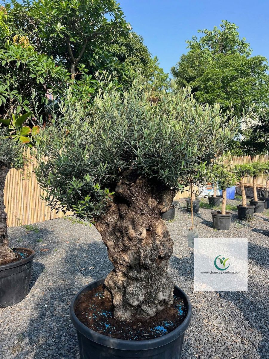 Bán Cây Olive Cổ thụ nghìn Năm uổi Tại Thành Phố Hồ Chí Minh 