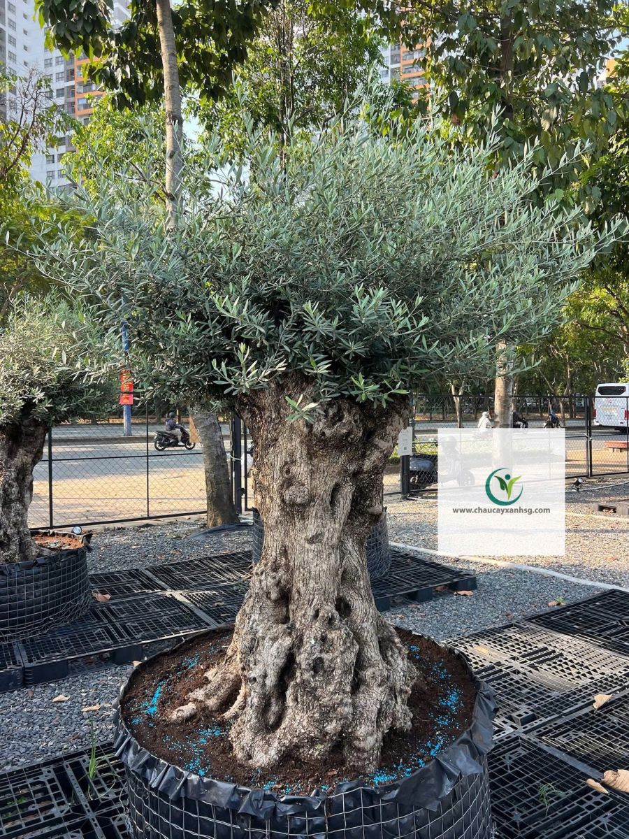Bán Cây Olive Cổ thụ nghìn Năm uổi Tại Thành Phố Hồ Chí Minh 