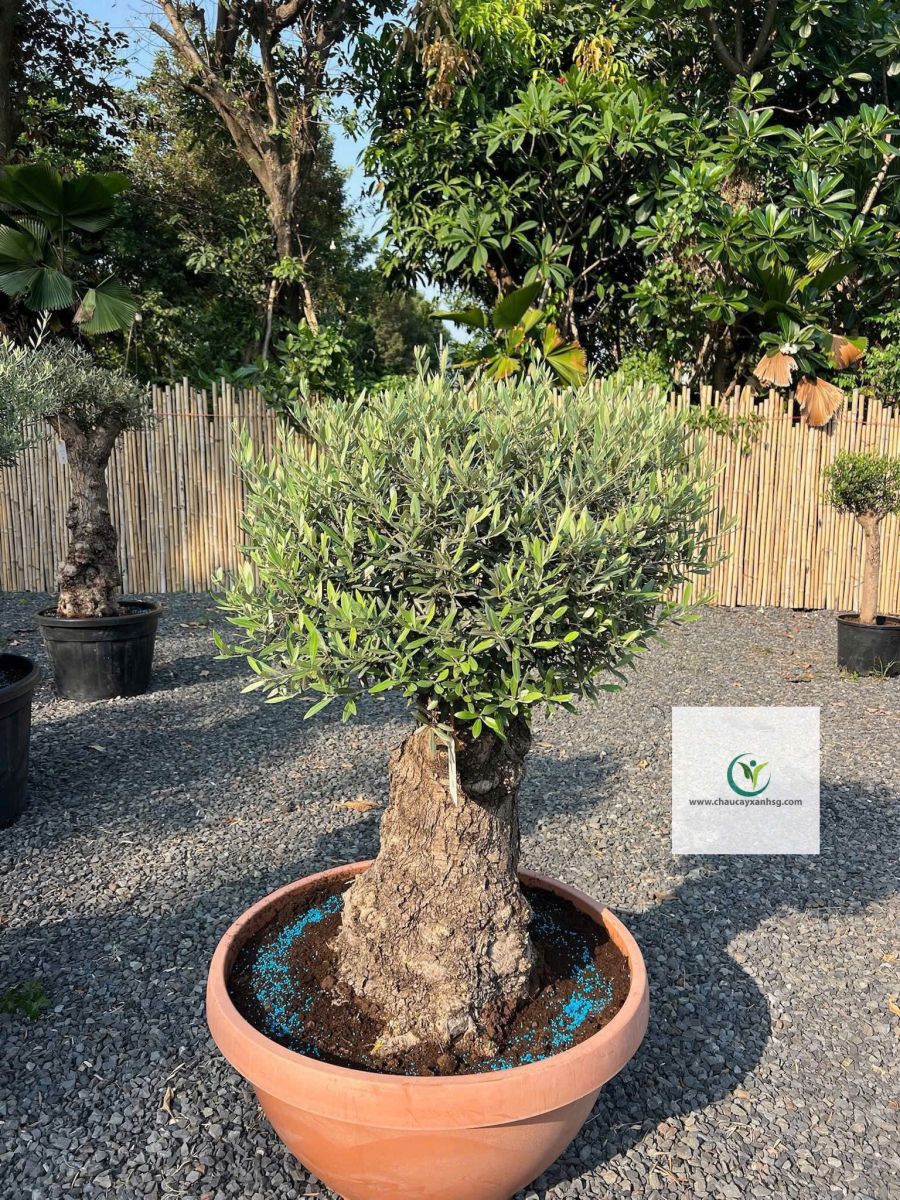 Bán Cây Olive Cổ thụ nghìn Năm uổi Tại Thành Phố Hồ Chí Minh 