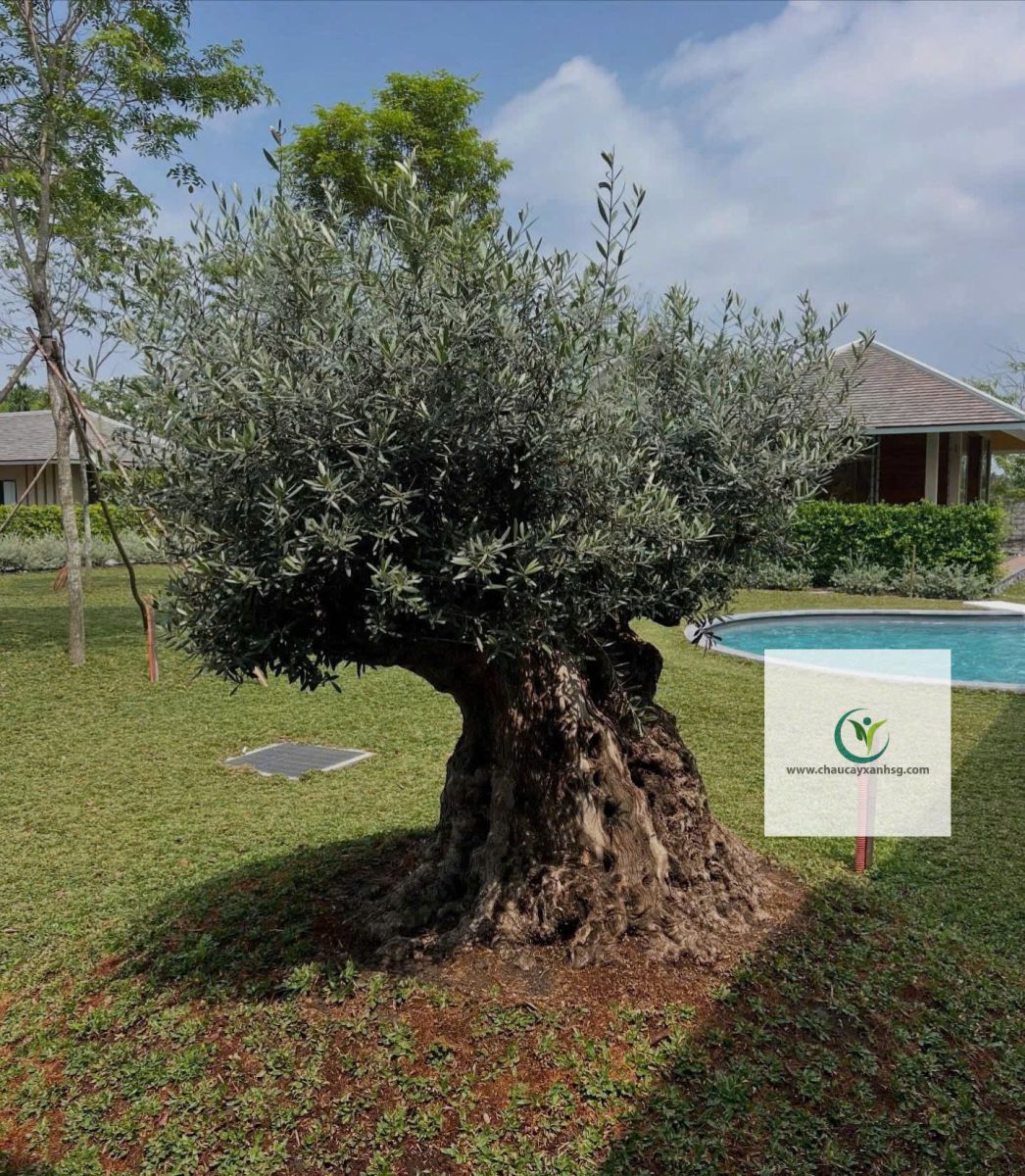 Cây Olive Giá Rẻ, Thân Gỗ, Đẹp 