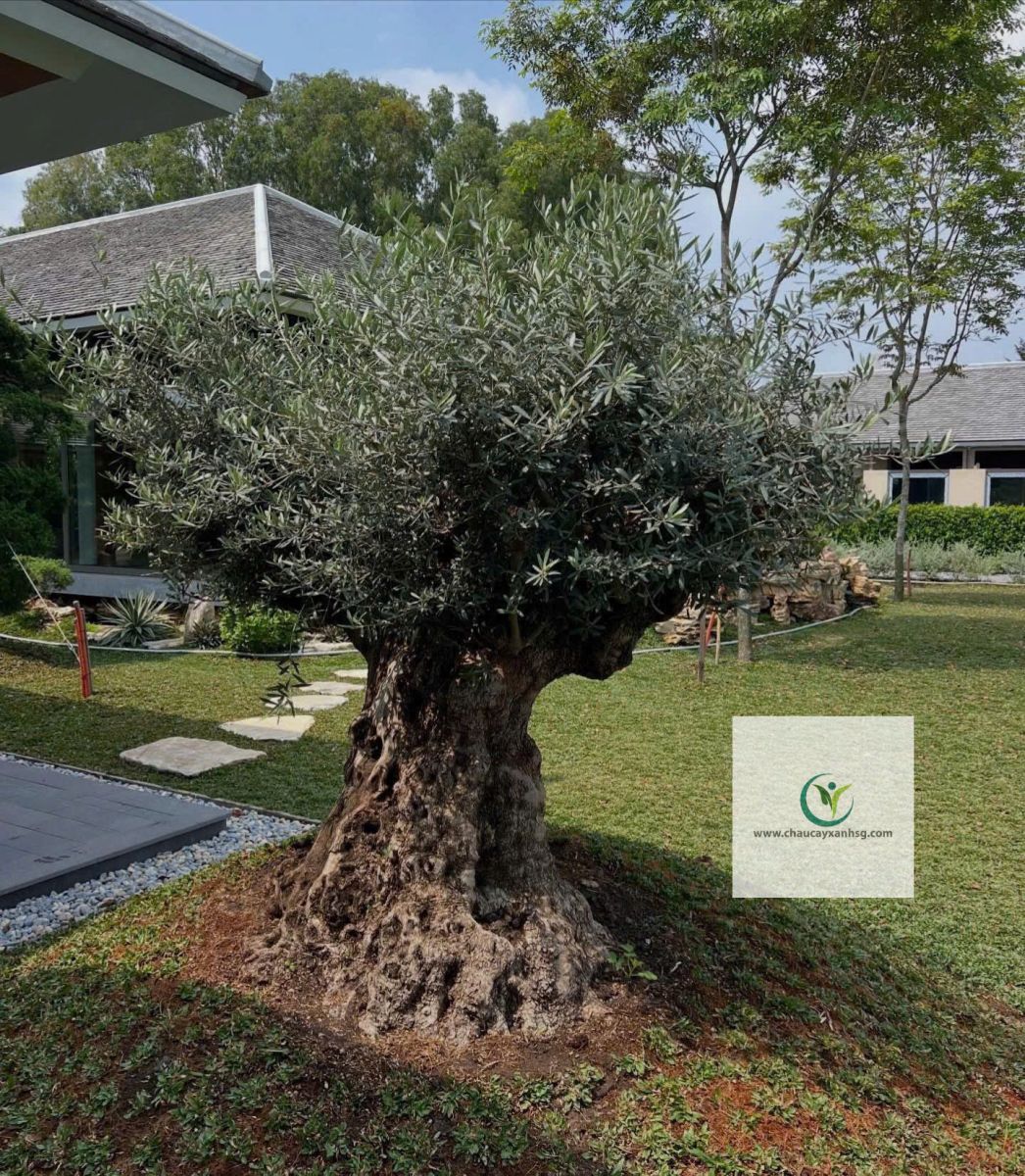 Cây Olive Giá Rẻ, Thân Gỗ, Đẹp 