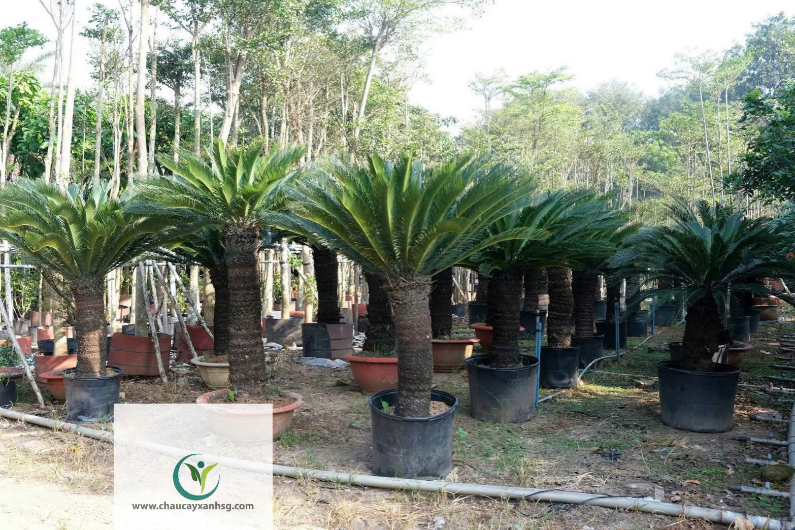 ​  Cây Vạn Tuế 1m5  ​