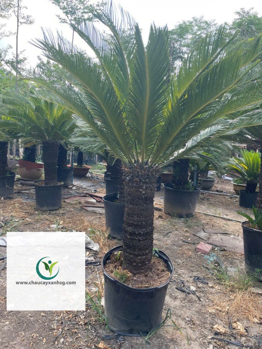 Cây Vạn Tuế 1m5