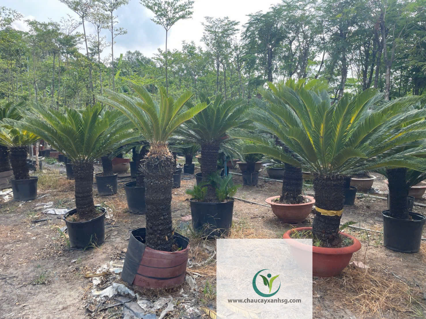 Cây Vạn Tuế 1m5