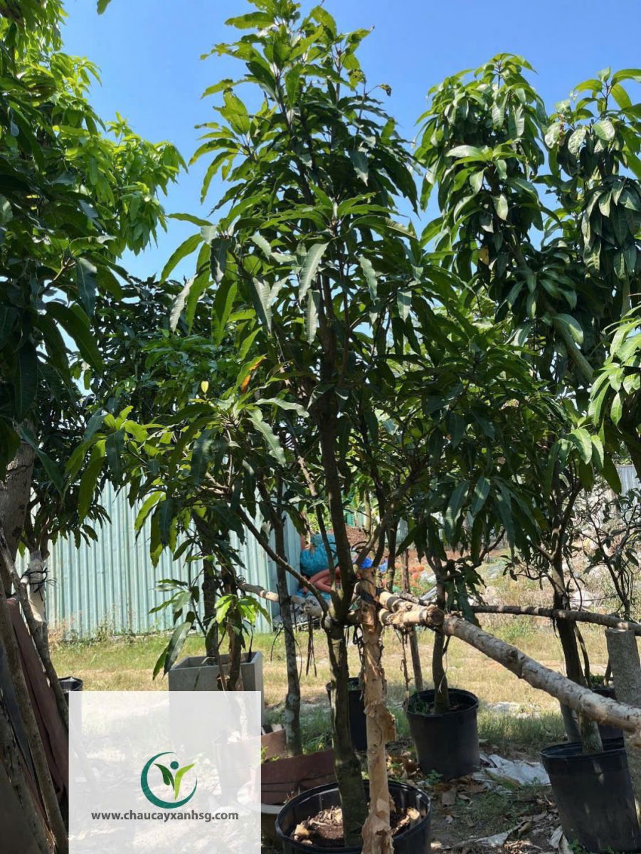 Bán Cây Xoài Giá Rẻ Tại TP.HCM