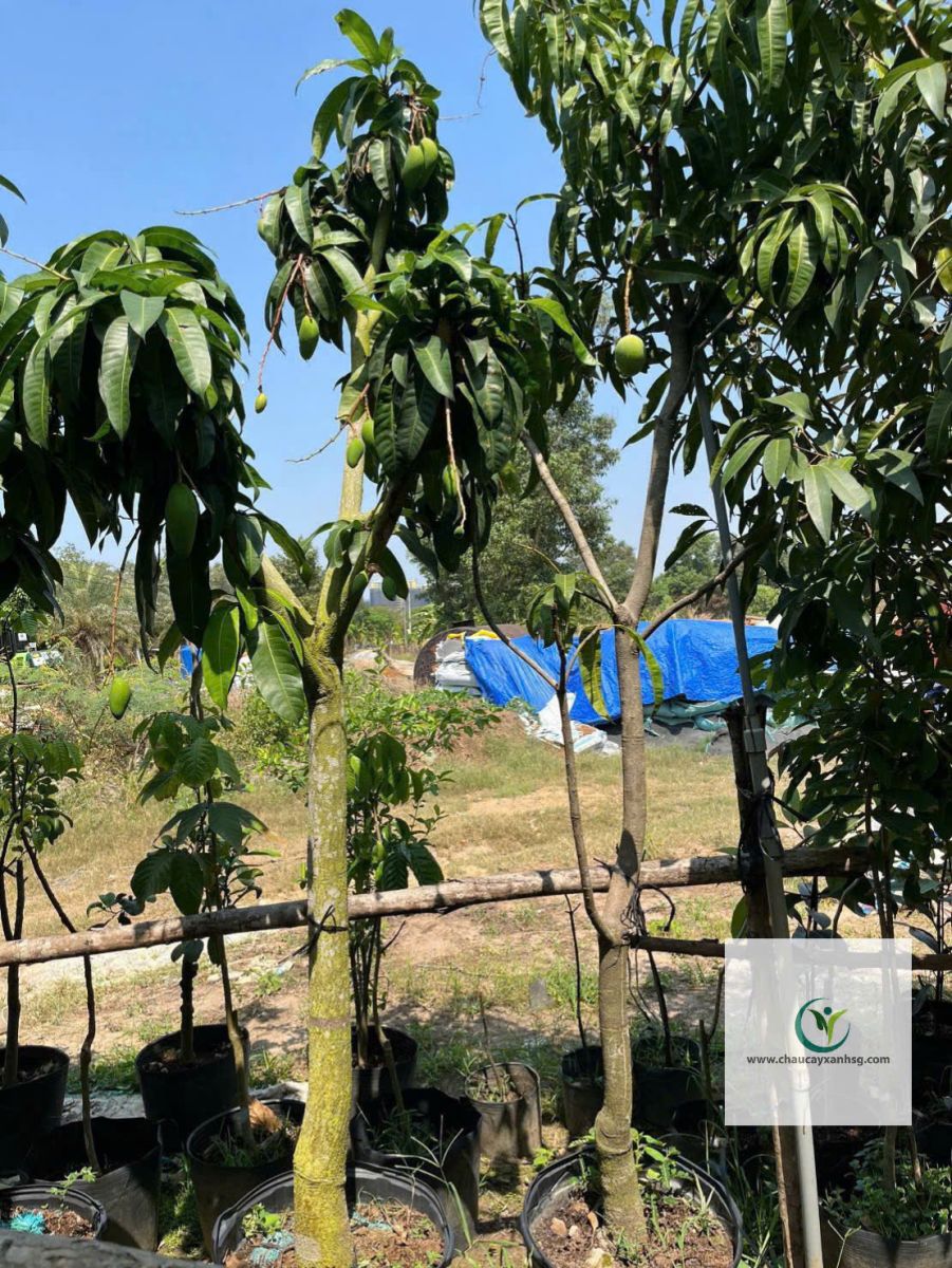 Bán Cây Xoài Giá Rẻ Tại TP.HCM