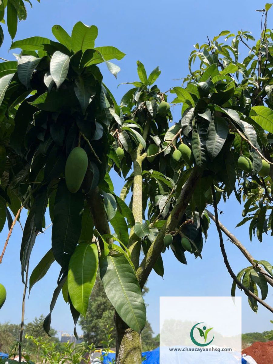 Bán Cây Xoài Giá Rẻ Tại TP.HCM