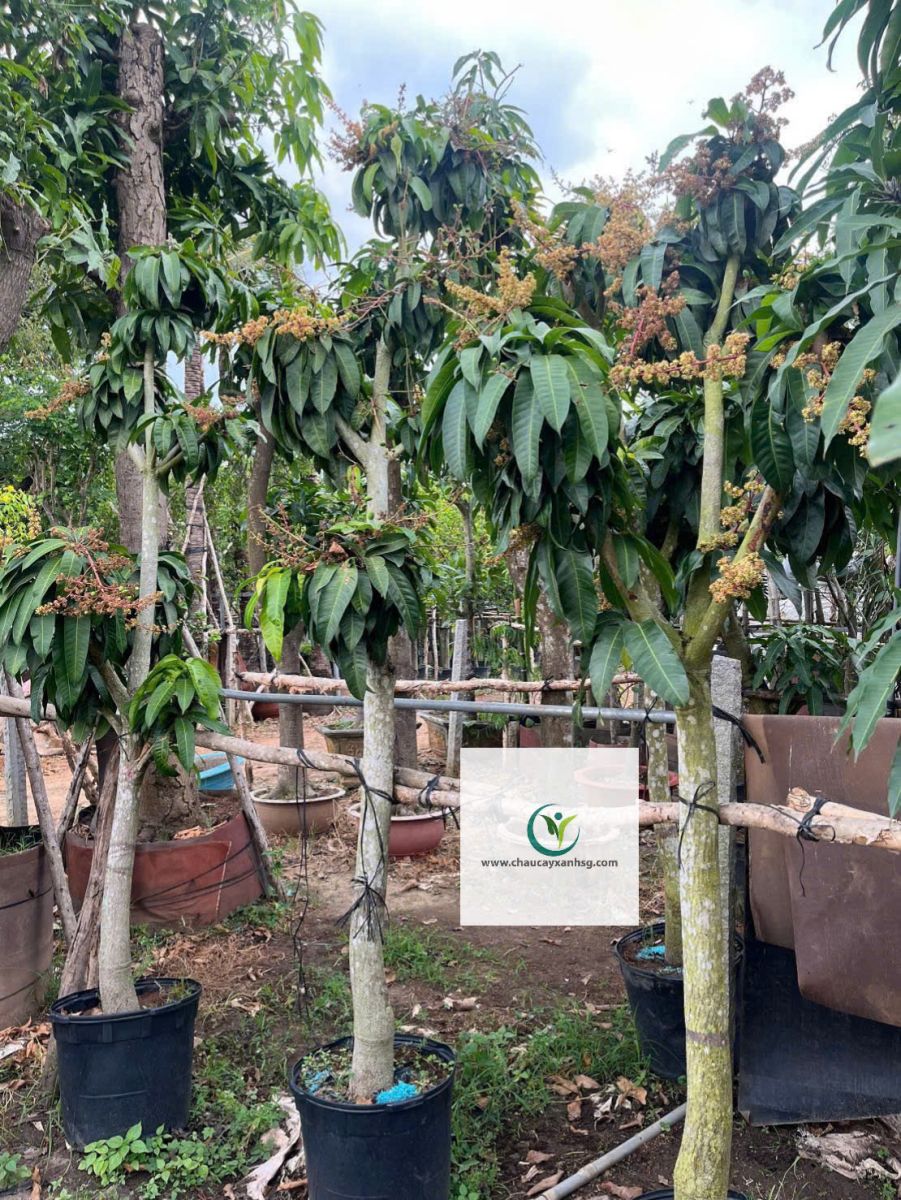 Bán Cây Xoài Giá Rẻ Tại TP.HCM