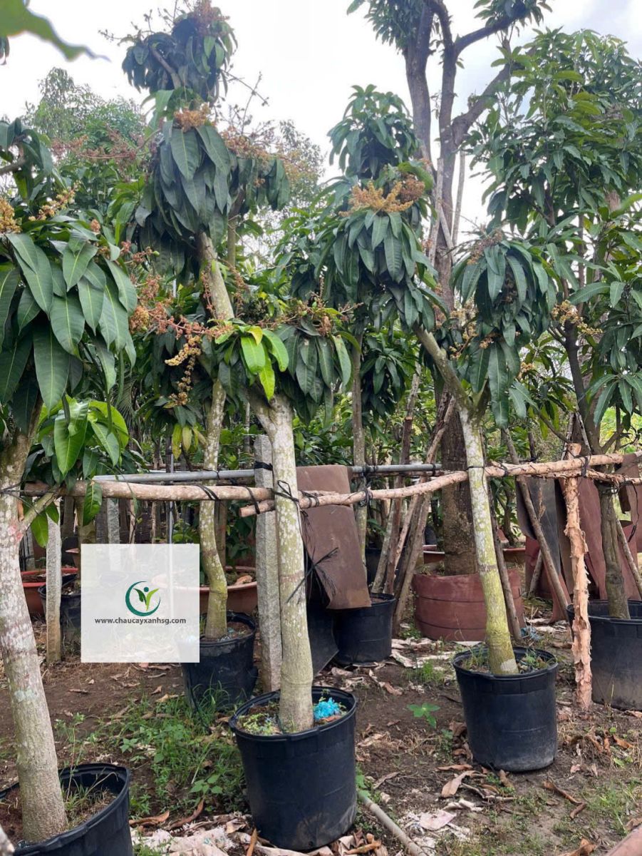 Bán Cây Xoài Giá Rẻ Tại TP.HCM