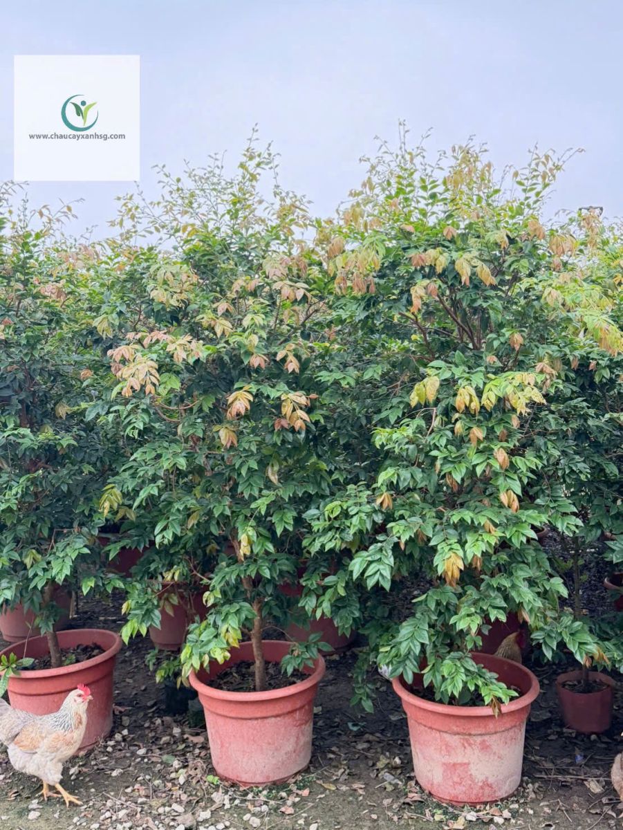 Cây Nho Thân Gỗ 1m8 