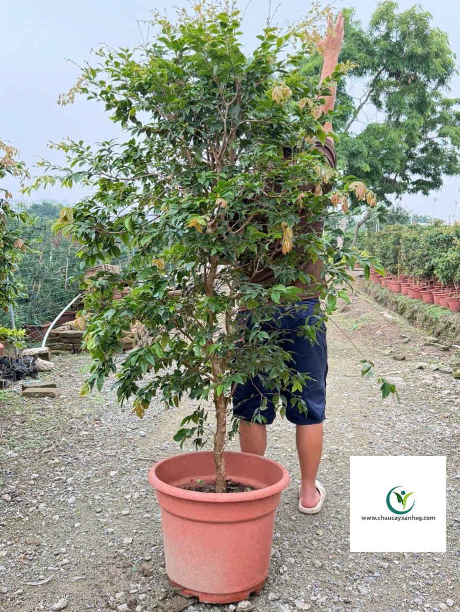 Cây Nho Thân Gỗ 1m8 