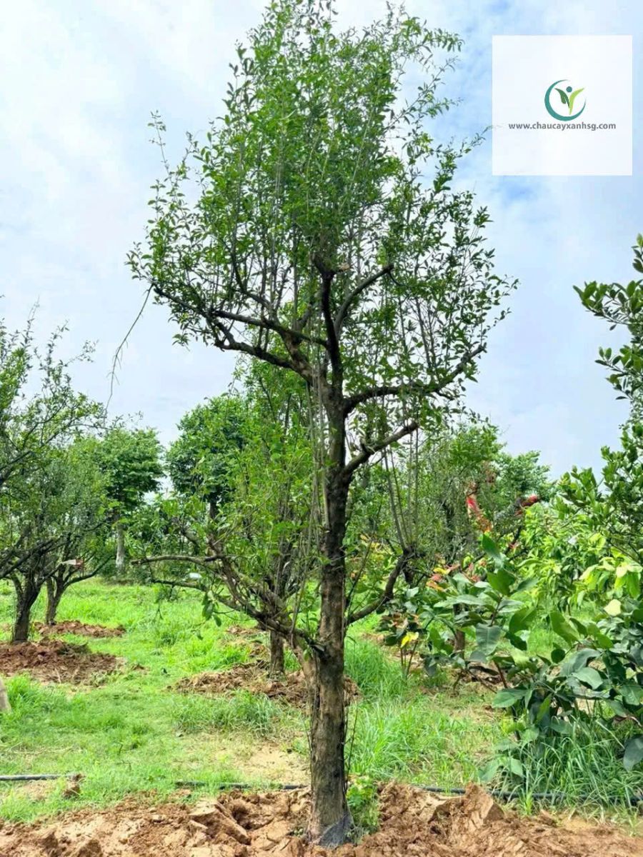 Cây Lựu Đỏ Ấn Độ 