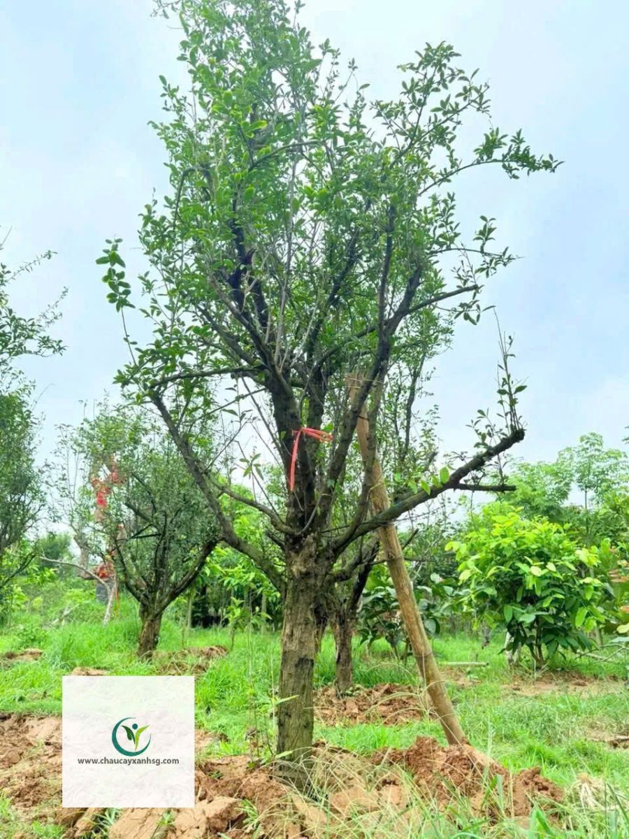 Cây Lựu Đỏ Ấn Độ 