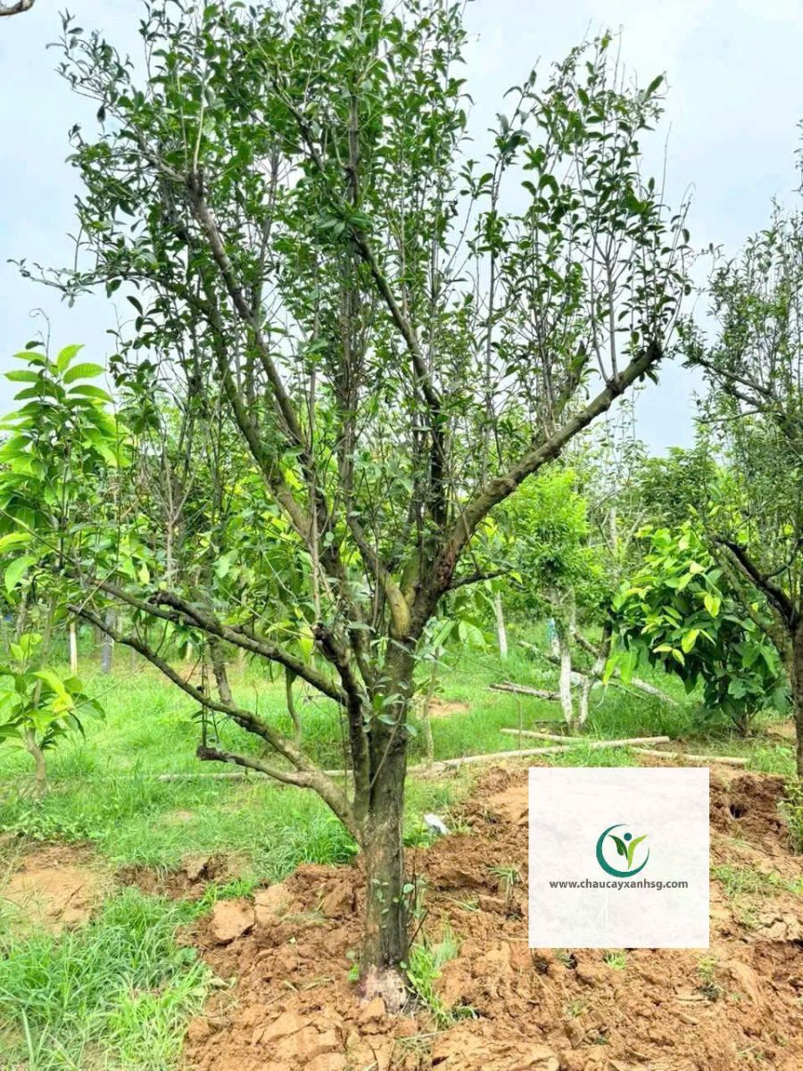 Cây Lựu Đỏ Ấn Độ 