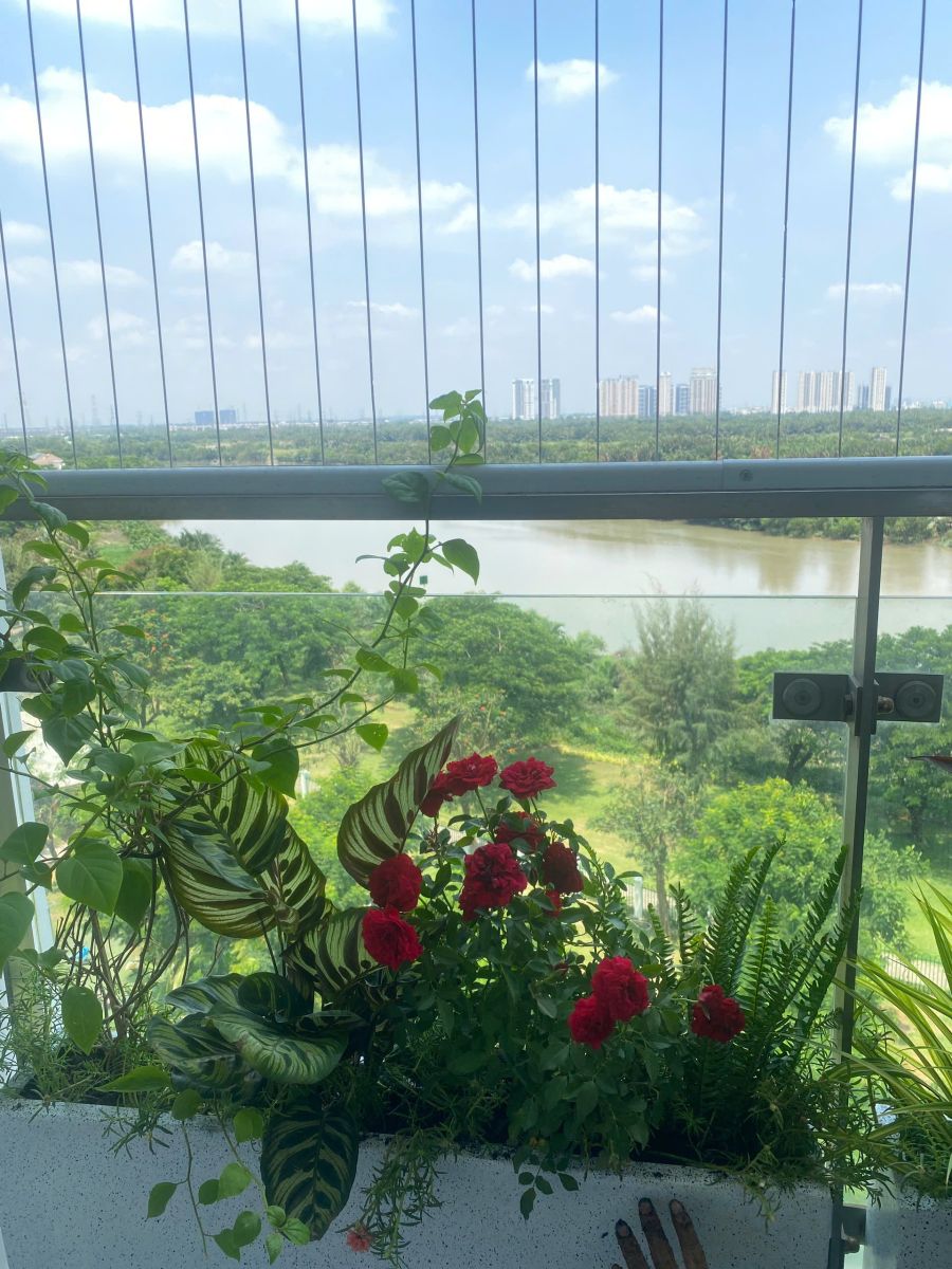  chậu composite giả đá mài trồng hoa hồng 