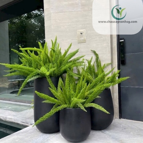 chậu composite tphcm giá tại xưởng