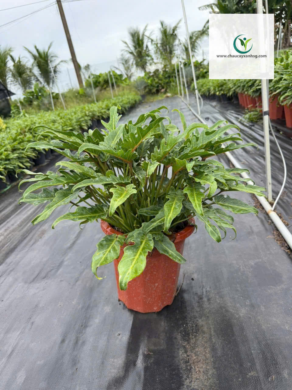 Trầu Bà Chân Vịt Đẹp – Dễ Chăm – Giá Tốt, Giao Tận Nơi