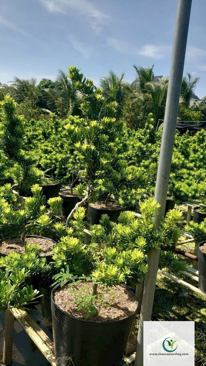 Tùng Kim Cương Xanh, Sang Trọng, Bền Đẹp Cho Sân Vườn & Công Trình