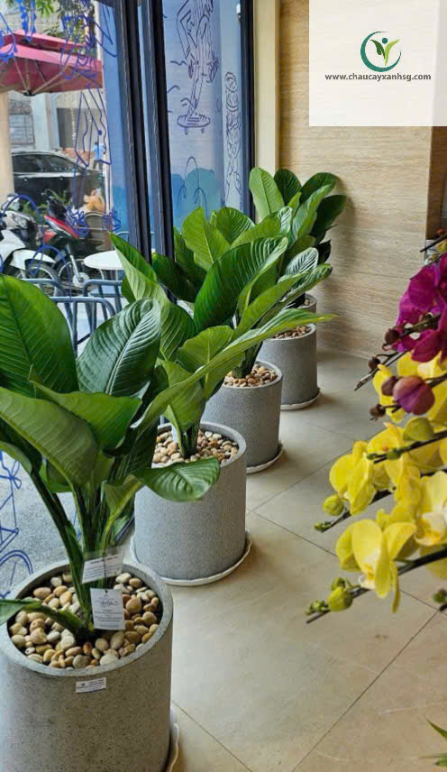  Cây Đại Phú Gia Đẹp, Lá To Xanh Mướt, Giao Tận Nơi