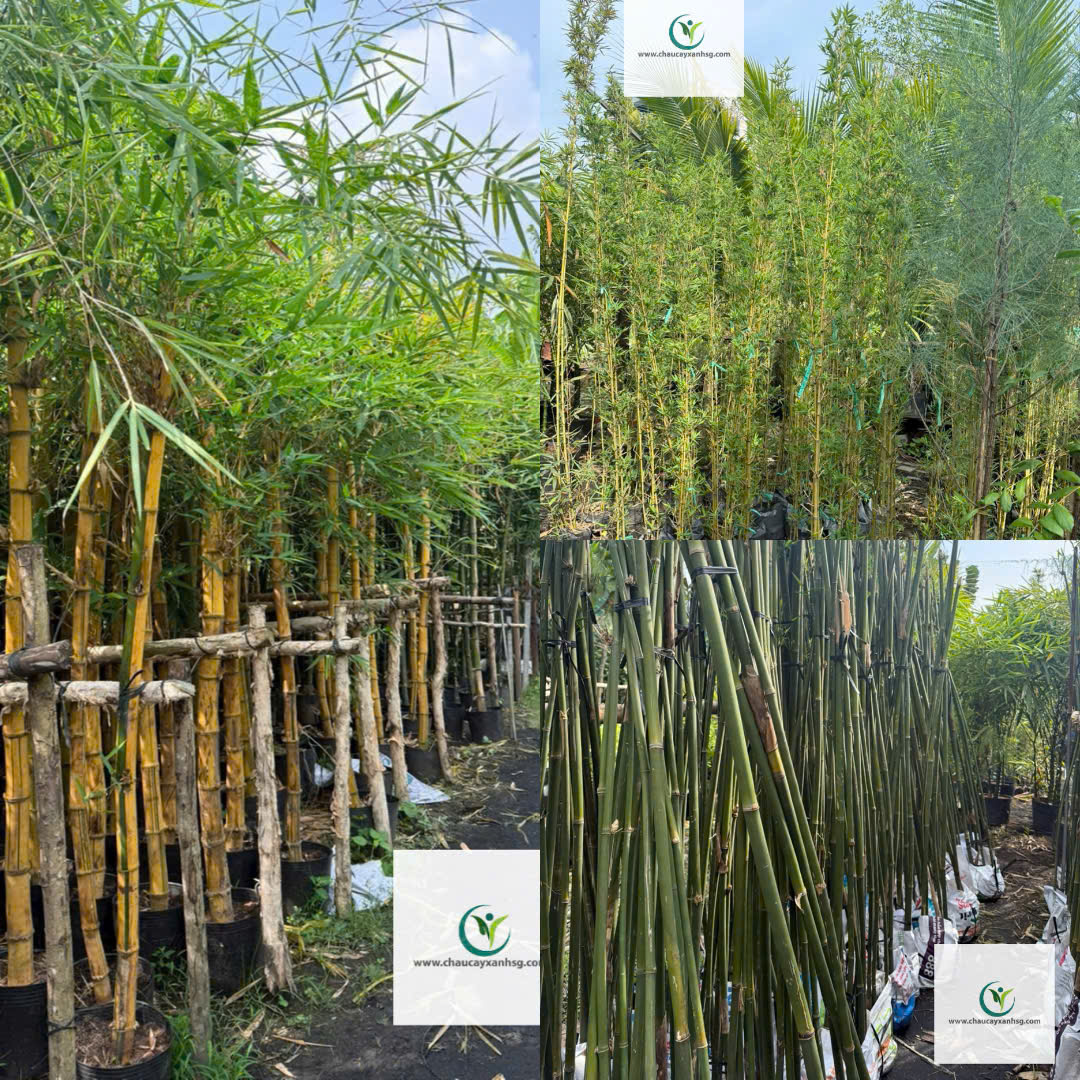 Bộ Trúc Quân Tử, Trúc Quan Âm, Trúc Cần Câu Giá Rẻ, Xanh Mát