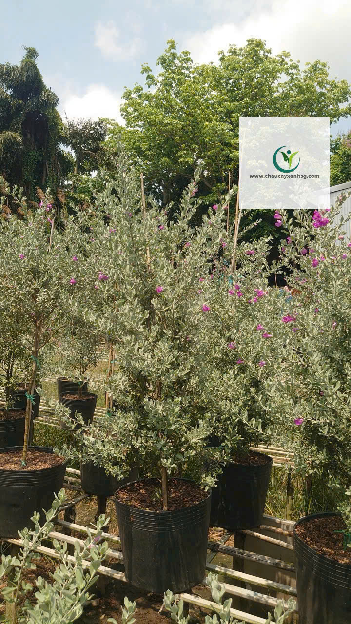 Cây Tuyết Sơn Công Trình Giá Rẻ