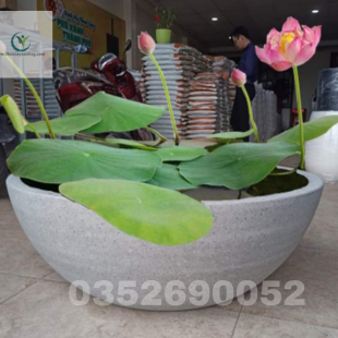 Chậu xi măng nuôi cá, trồng sen