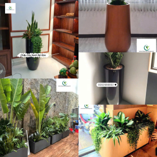 Chậu Cây Composite Văn Phòng, Chậu Cây Quà Tặng Khai Trương, Chậu Cây Nội Thất