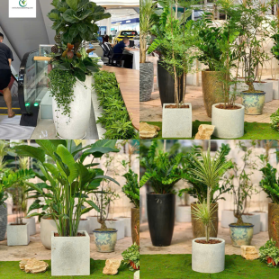 Chậu Cây Cảnh Văn Phòng, Chậu Cây Cảnh Khai Trương, Đặt Chậu Cây Theo Yêu Cầu