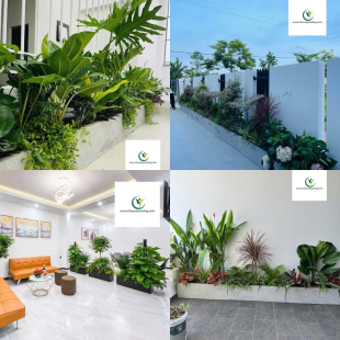 ​  Thiết Kế, Thi Công Trồng Cây Xanh, Chậu Cây Xanh Cho Sân Vườn, Ban Công  ​