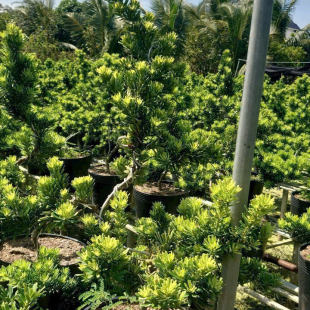 Tùng Kim Cương Xanh, Sang Trọng, Bền Đẹp Cho Sân Vườn & Công Trình