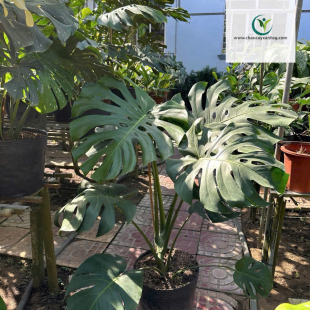 Trầu Bà Lá Xẻ (Monstera) – Cây Nội Thất Đẹp