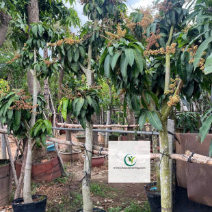 Bán Cây Xoài Giá Rẻ Tại TP.HCM