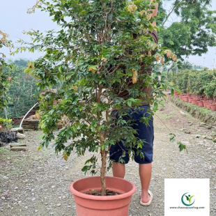 Cây Nho Thân Gỗ 1m8 